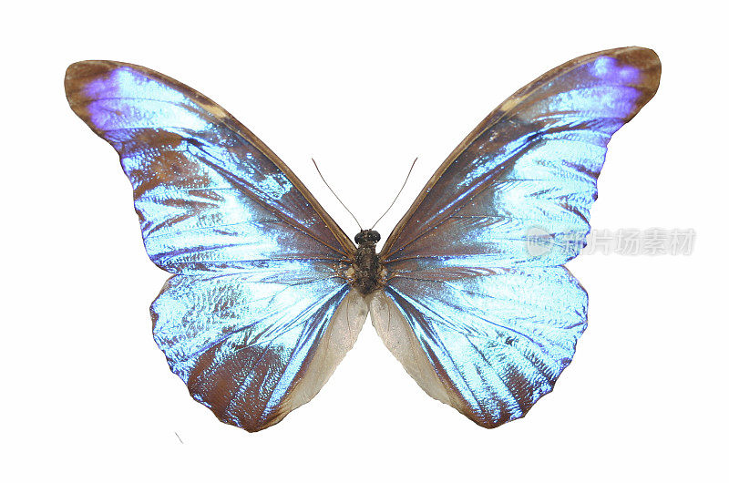 浅蓝色的蝴蝶