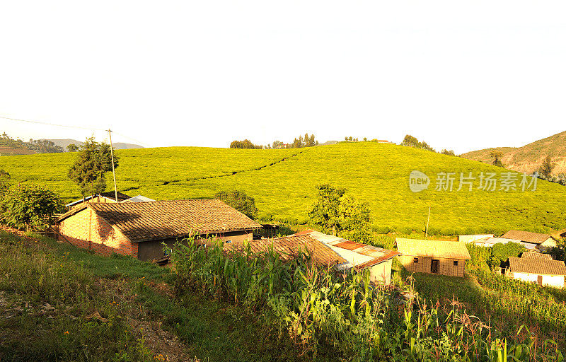 茶园靠近卢旺达的Nyungwe雨林