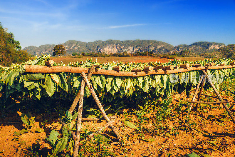 古巴比纳莱斯山谷的烟草种植