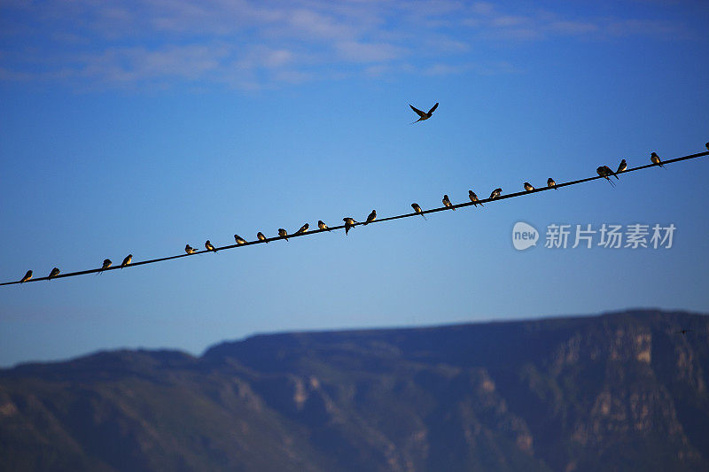 电线上的鸟飞过了山