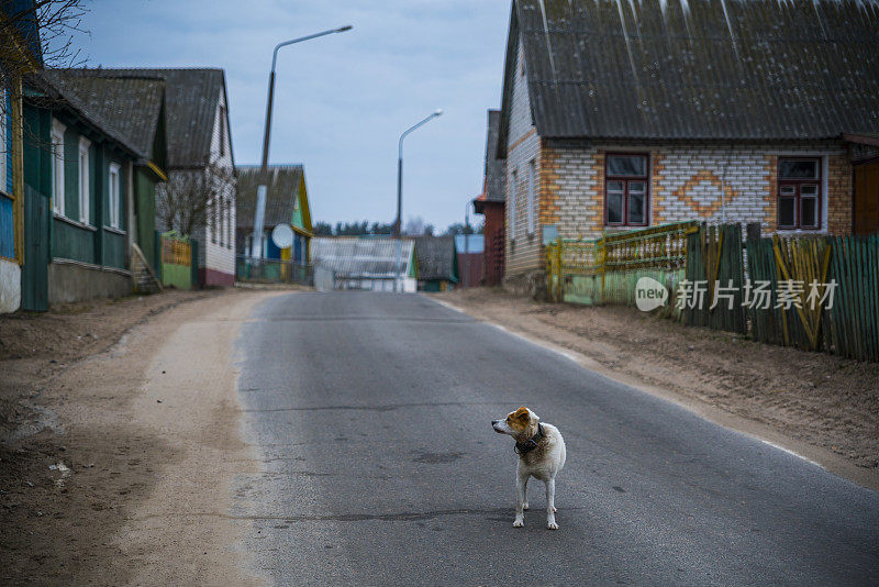 这只狗在东欧白俄罗斯ivyanet市的住宅街道上