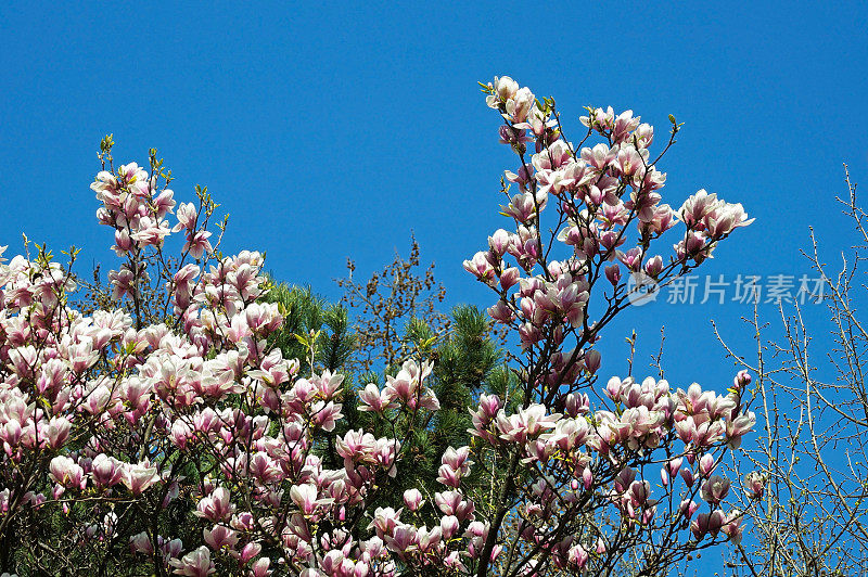 郁金香树的花