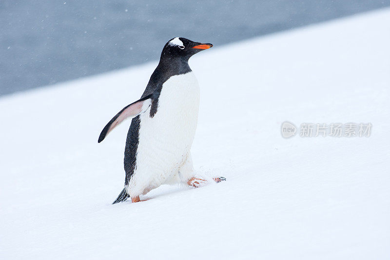 在南极洲雪地上行走的巴布亚企鹅