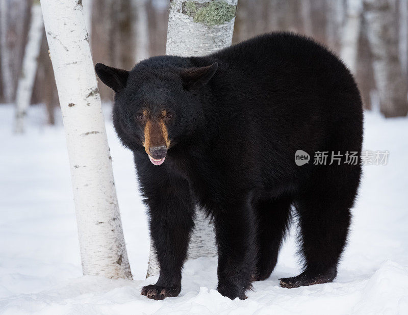 冬天的黑熊