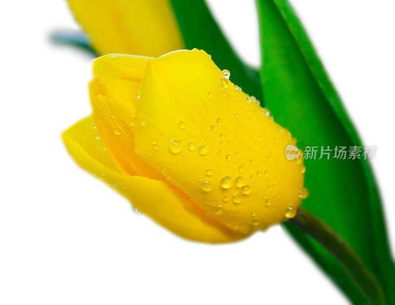 黄色郁金香花蕾带水珠(孤立的，剪枝路径)