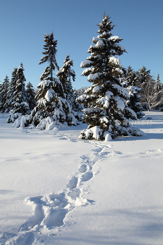 雪地上的脚印通向森林