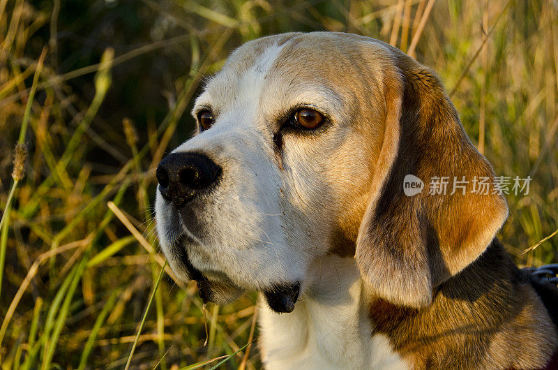 夕阳中的比格犬