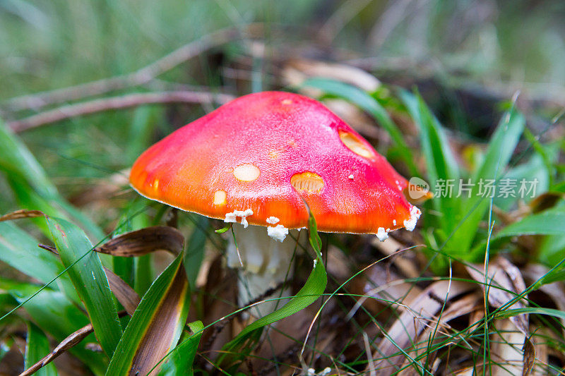 飞木耳菌(白毒伞)