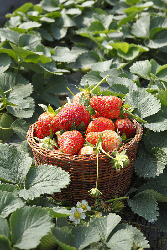 果园草莓
