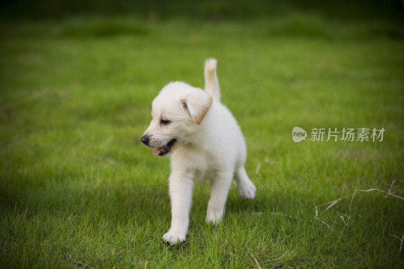 小拉布拉多寻回犬