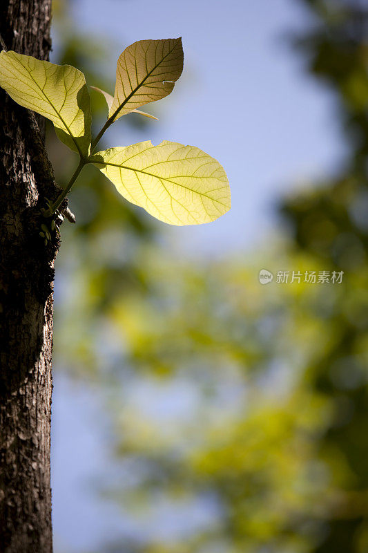 柚木叶林背景。