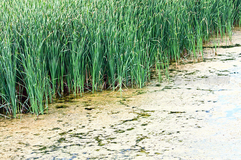 水藻湖边缘的芦苇