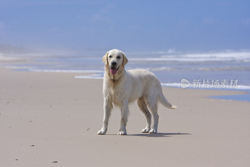 金毛猎犬海滩