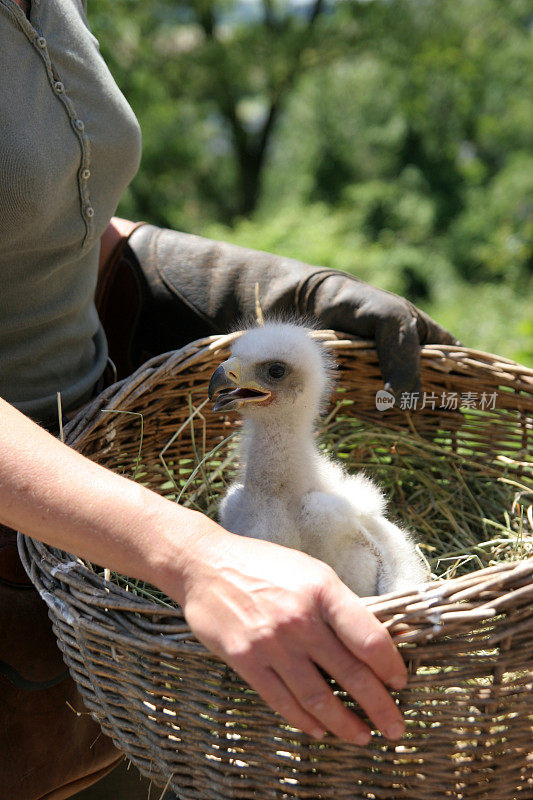 小鹰在篮子里