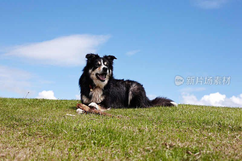 在长满草的岬角上的边境牧羊犬