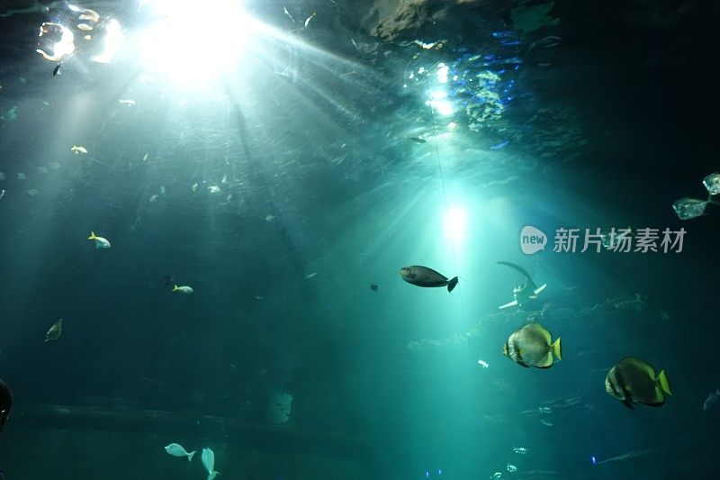 生活盐水水族馆