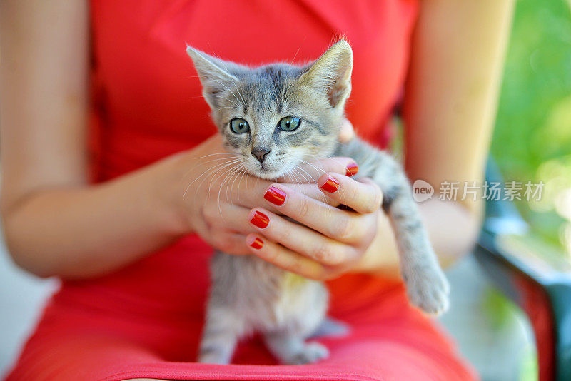 女人手里的小猫