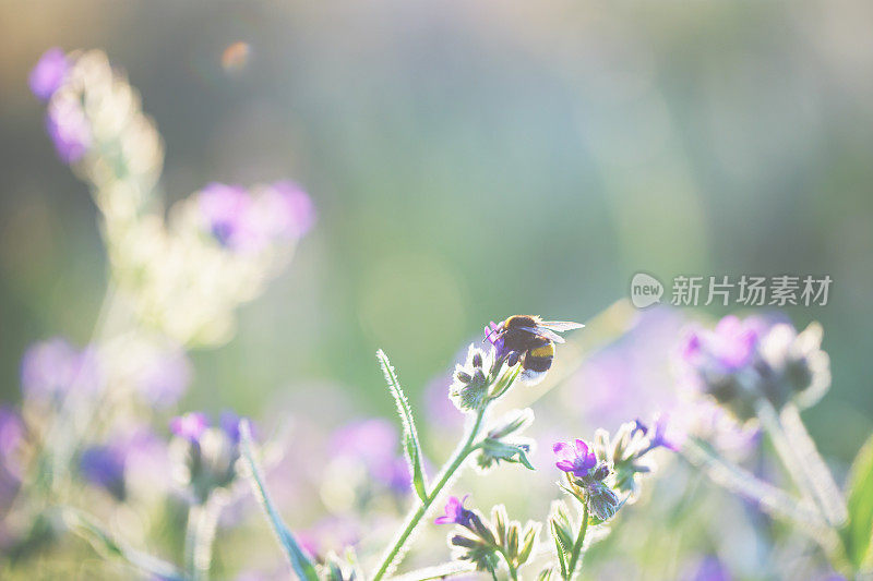 会飞的大黄蜂和夏日的花朵