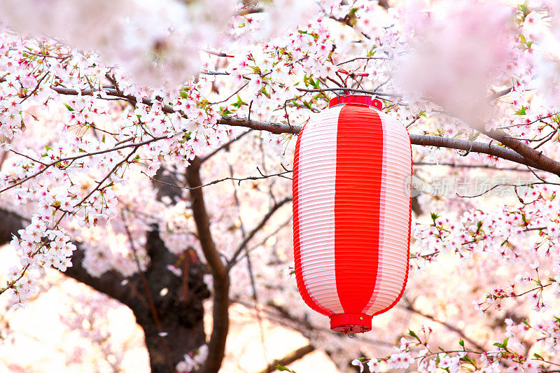 日本纸灯笼和樱花盛开