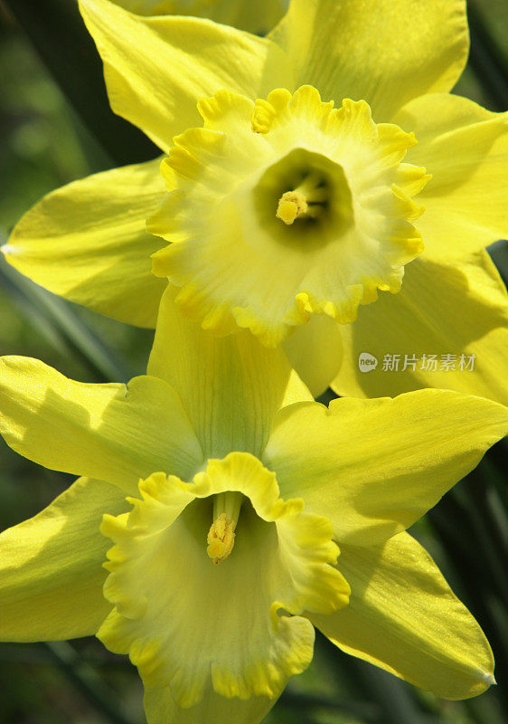 水仙花水仙双花