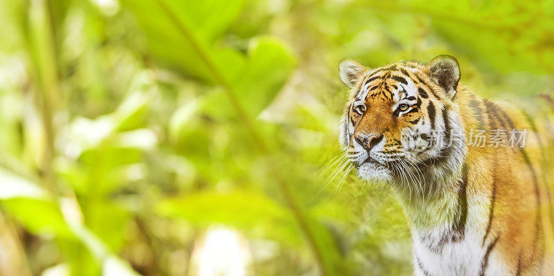 在丛林中狩猎的西伯利亚虎