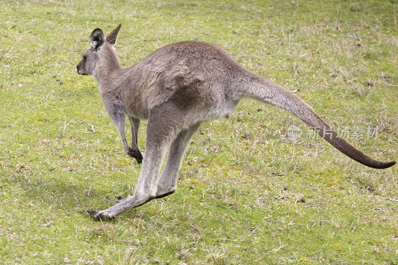 Cangaroo