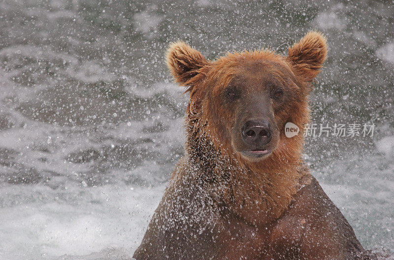 阿拉斯加卡特迈国家公园布鲁克斯河的灰熊