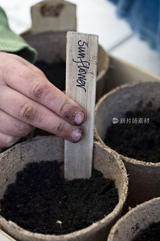 小女孩帮助种植葵花籽