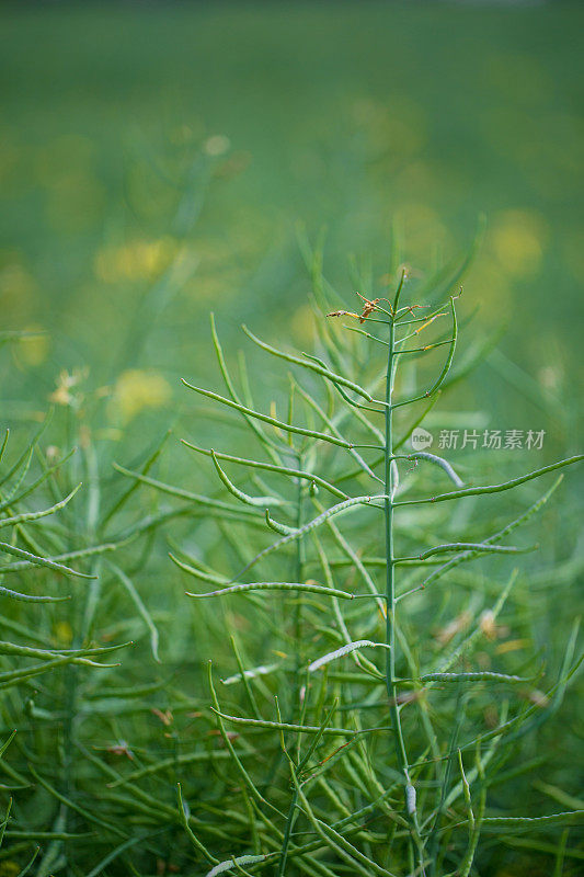 油菜籽未成熟的豆荚