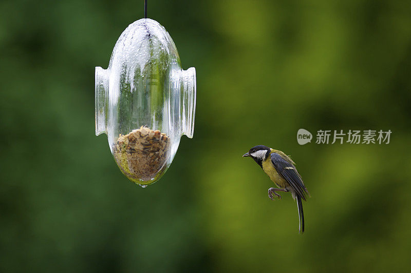 大山雀准备降落在喂食器上