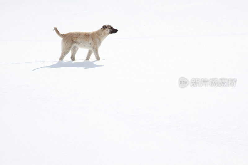 袋鼠狗冬天在雪地上散步