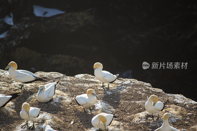 穆里瓦塘鹅殖民地的塘鹅