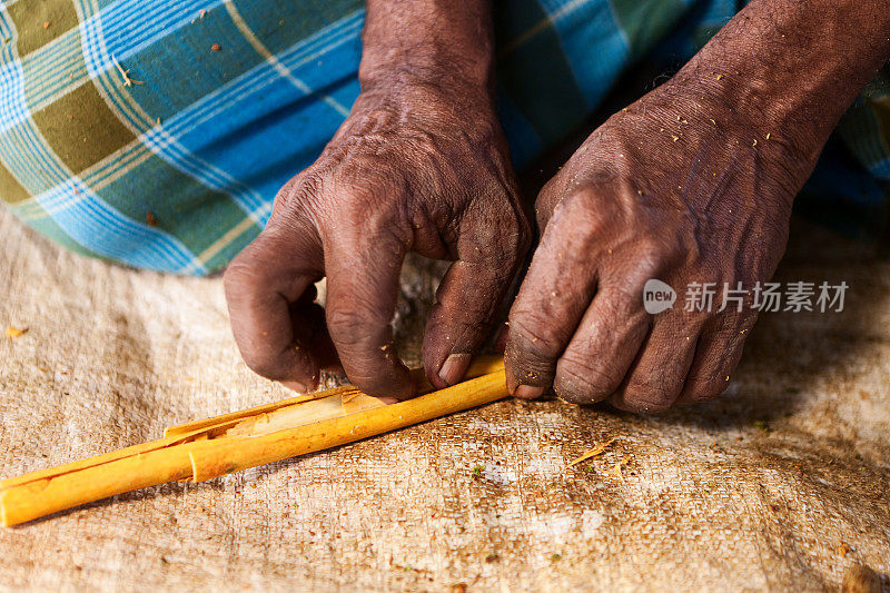 斯里兰卡男子准备肉桂棒