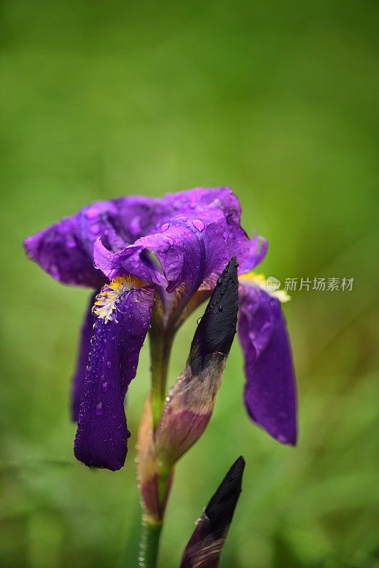 下垂的鸢尾花在野外开花