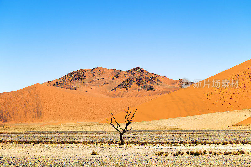 死树和沙丘，Sossusvlei，纳米比亚