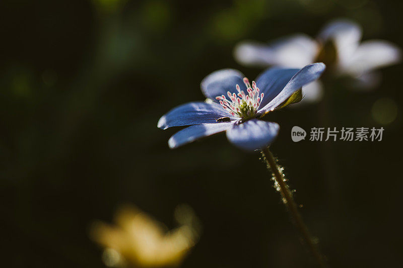 细部花蕾