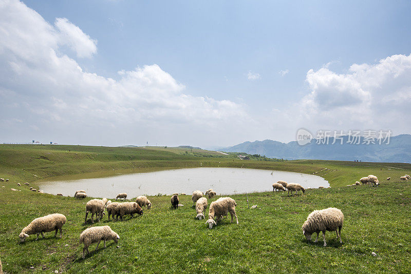 中国贵州，一群在湖附近吃草的绵羊