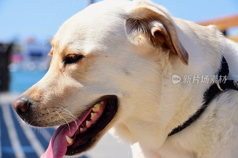 纽波特海滩港的拉布拉多寻回犬