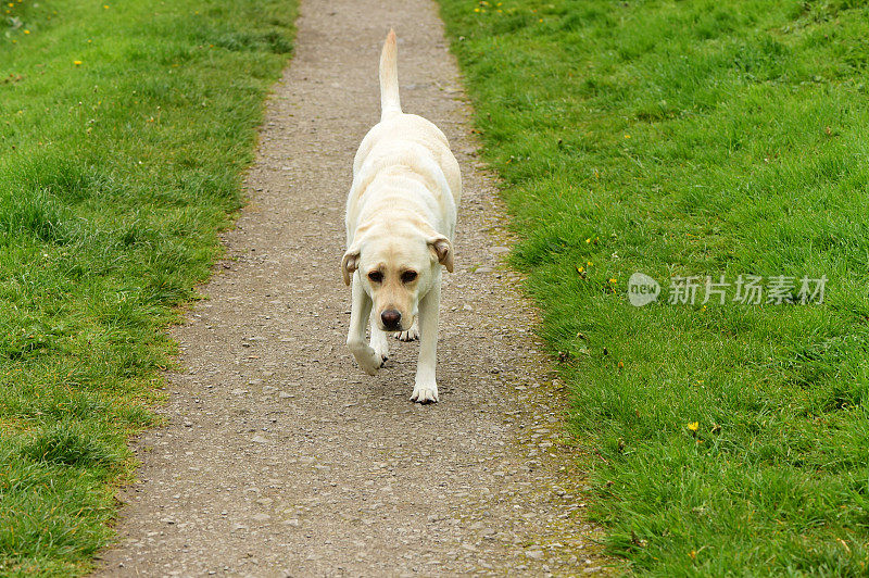 英国乡间的拉布拉多寻回犬