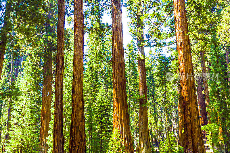 高大的红杉在美丽的红杉国家公园