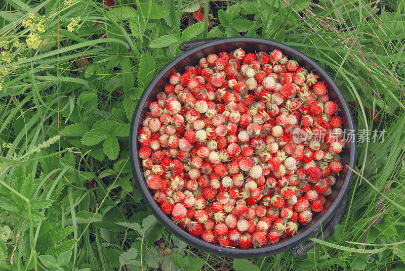 在俄罗斯的森林和田野里采集的一桶野草莓