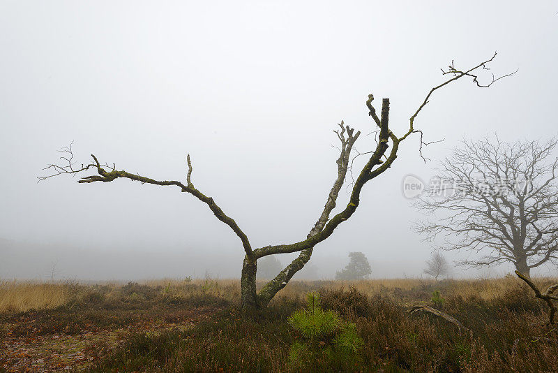 在一个多雾的日子里，森林地区多雾的荒原