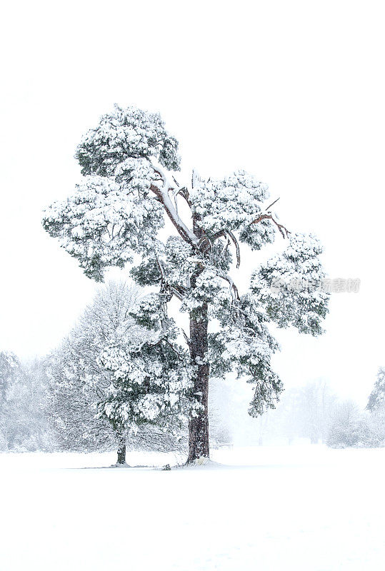 科特沃尔德郡赛伦塞斯特公园，一棵满是积雪的雪松，由于积雪堆积，有些树枝折断了