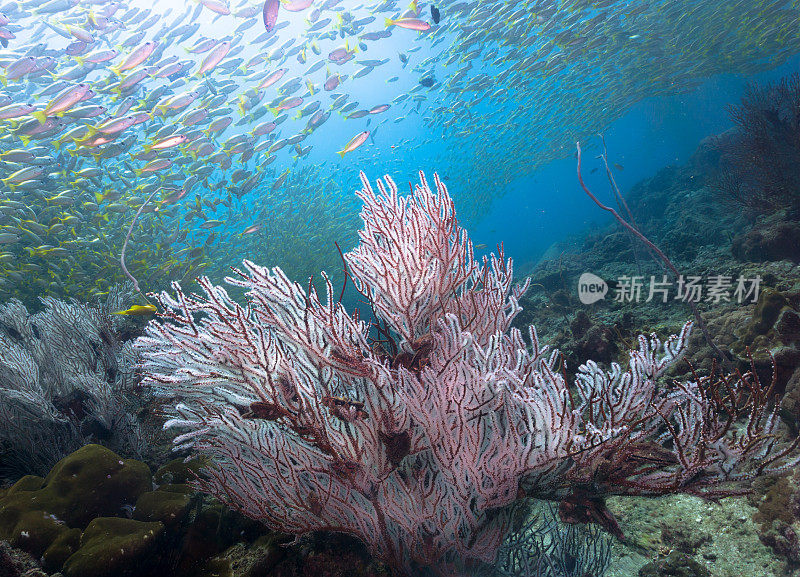 水下健康的柳珊瑚珊瑚礁热带鱼群(卢加努斯卢加努斯)鱼