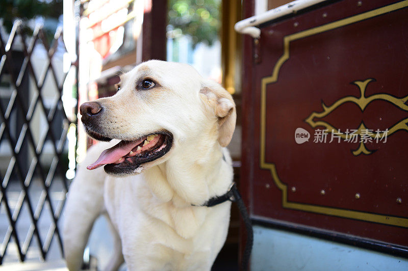 缆车上的拉布拉多寻回犬