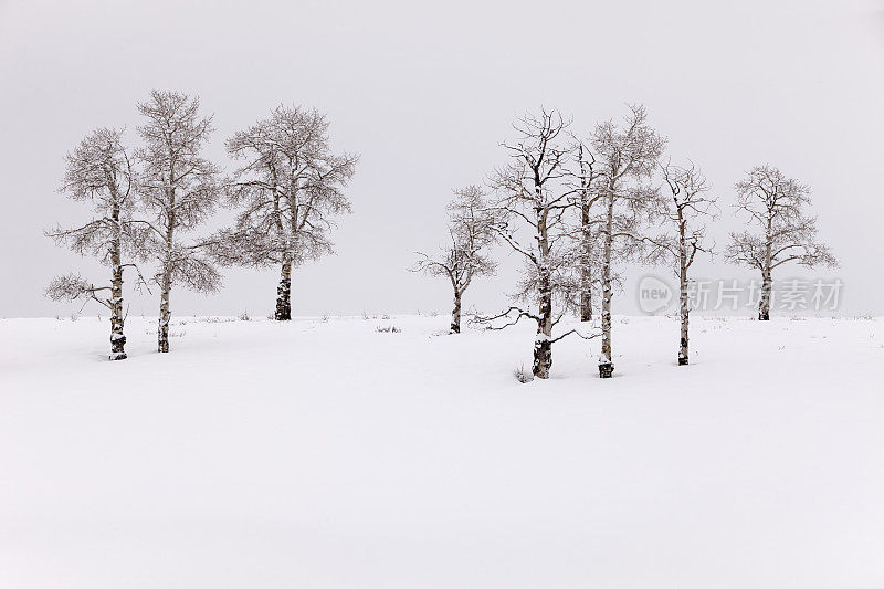 白杨树在冬天与雪