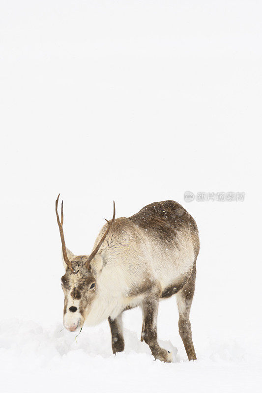 冬天，挪威北部的驯鹿在雪地里吃草