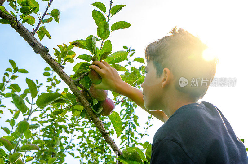 一个小男孩在秋天的一天摘苹果树