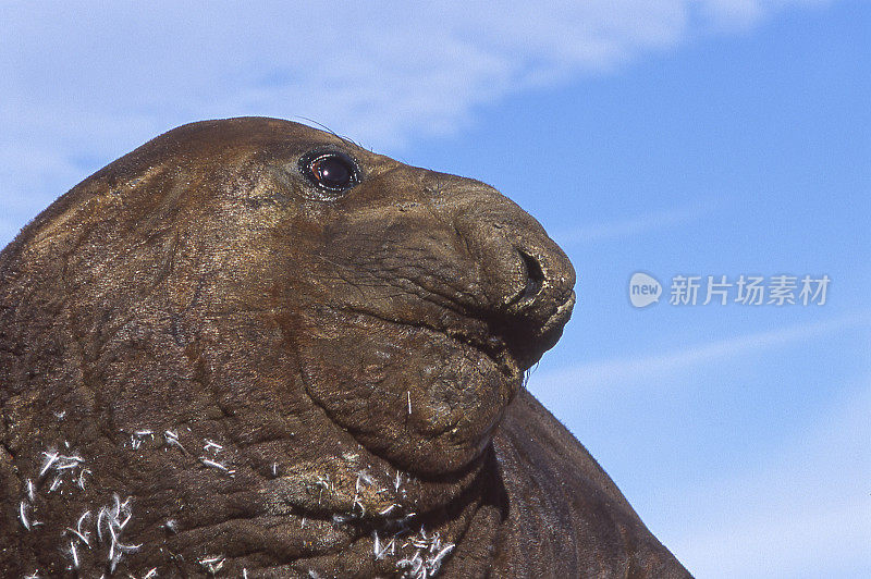 野生南部象海豹在沙滩上休息