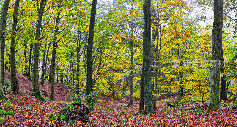 秋天的印象，Lüneburger海德，德国北部